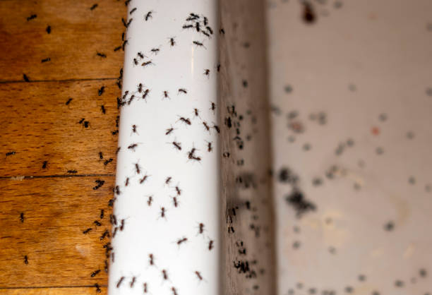 Best Best Pest Control Companies  in Mount Sterling, OH