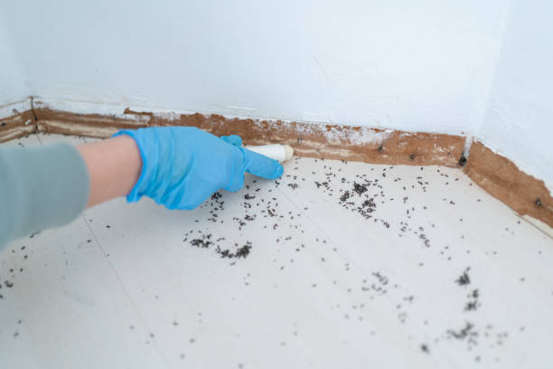Best Cockroach Control Services  in Mount Sterling, OH